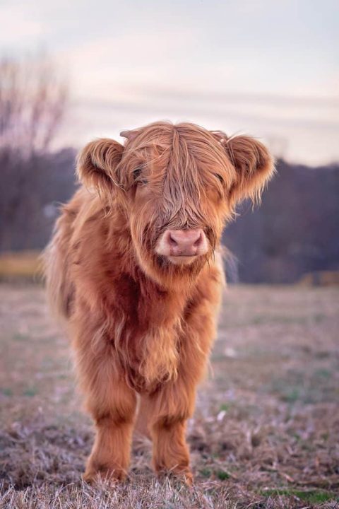Highland cow encounter for wedding weekend guests