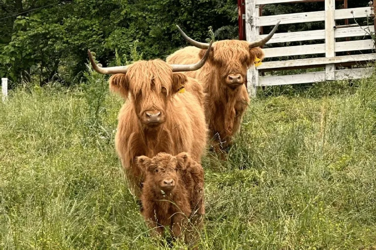 The Highland herd grazing at Cedar Pond Farms, a farm stay half an hour from the University of Tennessee