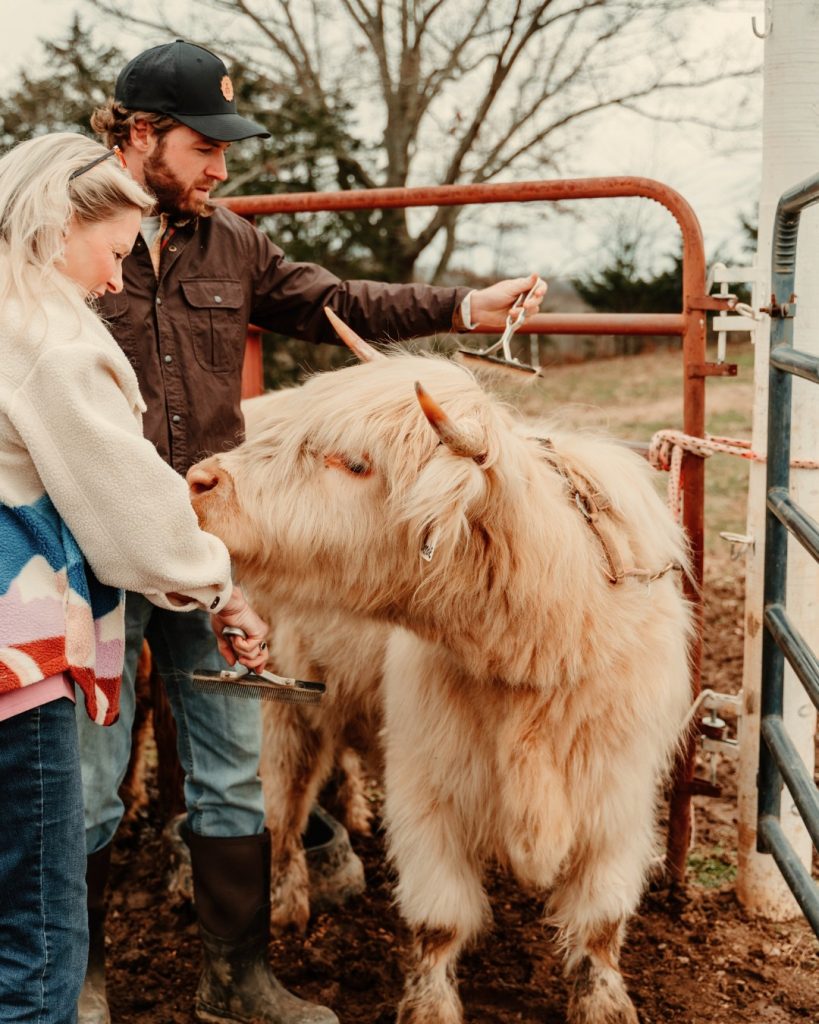 A man and woman stand with a cream-colored Highland cow at a red metal gate in a rural farm setting.