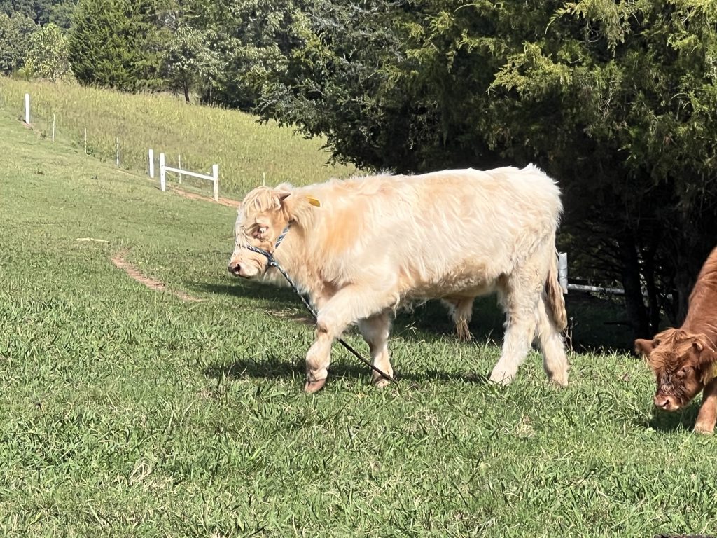 A cream-colored cow grazes in a fenced pasture with forest and white fencing visible in the background.